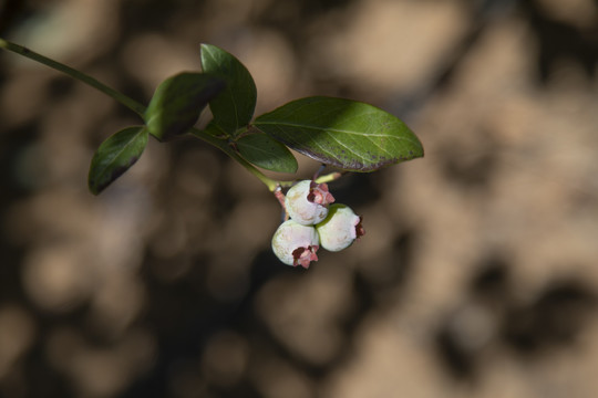 蓝莓树大棚种植采摘