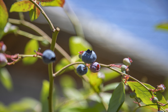 蓝莓树大棚种植采摘