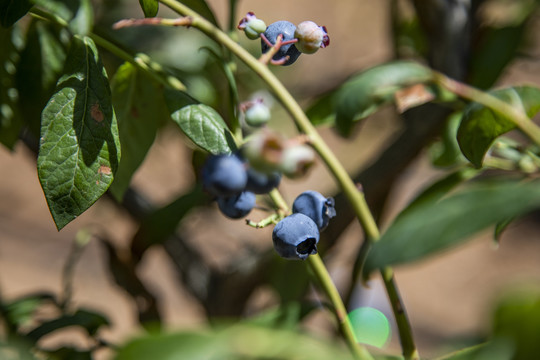 蓝莓树大棚种植采摘