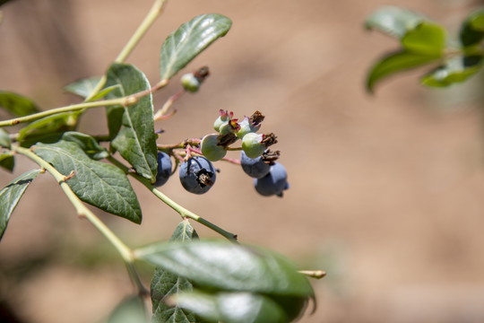 蓝莓树大棚种植采摘