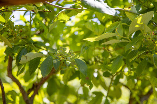 蓝莓树种植