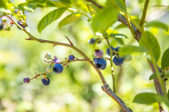蓝莓树