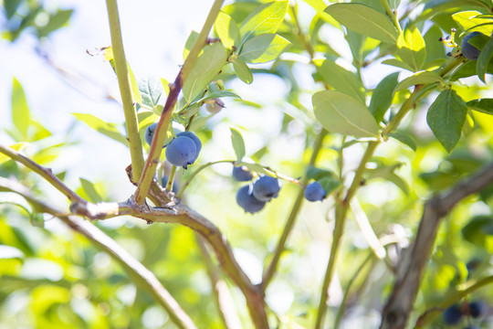 蓝莓树采摘