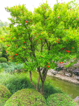 石榴花素材