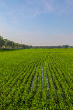 稻田地