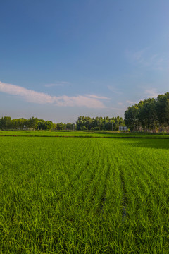 稻田地