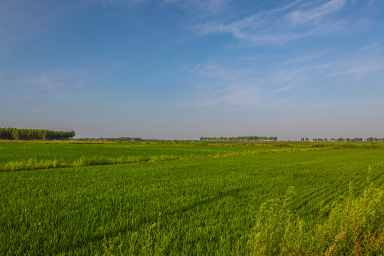 稻田地