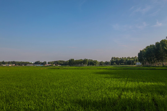 稻田地