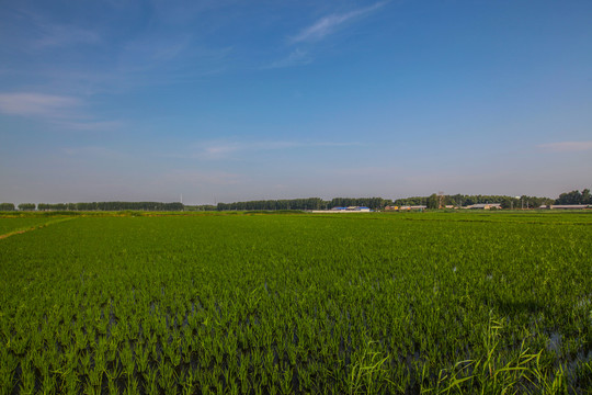 稻田地