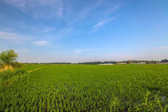 稻田地