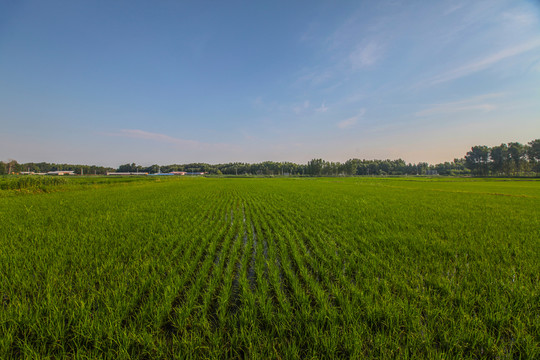 稻田地