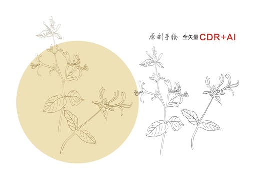 金銀花手繪金銀花線描金銀花插畫