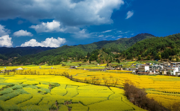 油菜基地