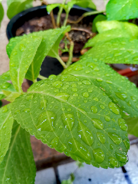 雨中绿叶