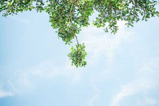 树与天空