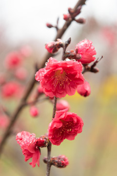 樱花园的花花们