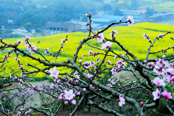 城郊赏花