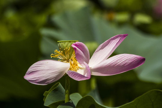 荷花