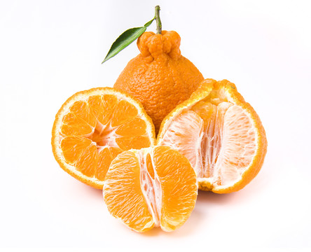 四川丑橘