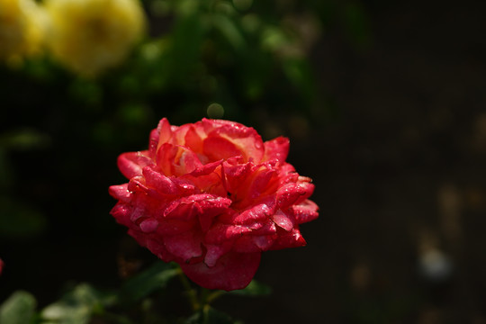 雨后月季花