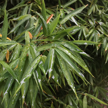 雨后竹叶