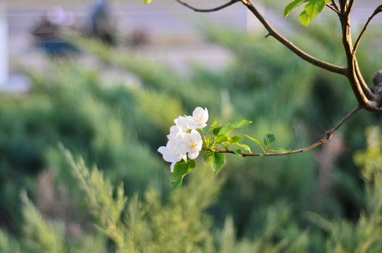 海棠花