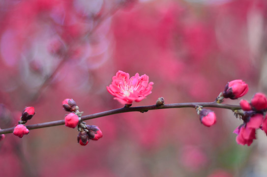 桃花