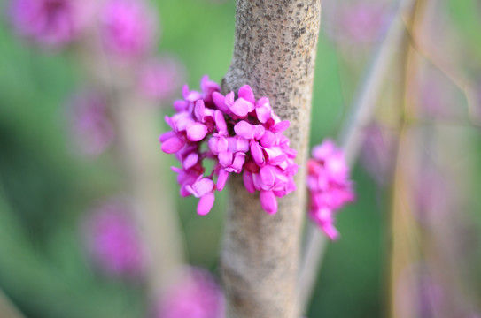 紫荆花