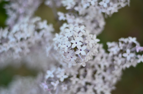 丁香花