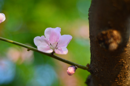 桃花