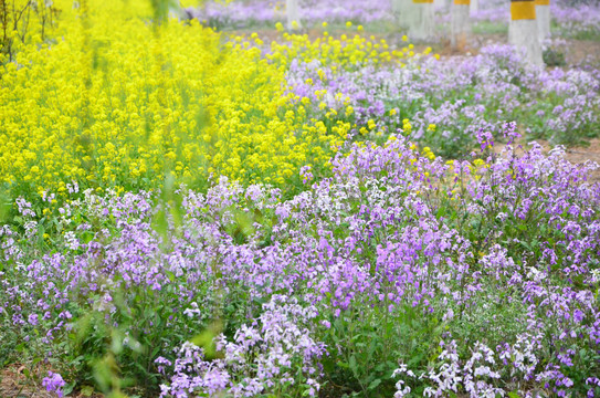 二月兰和油菜花