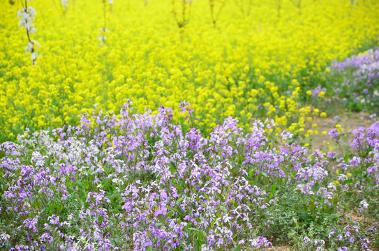 二月兰和油菜花