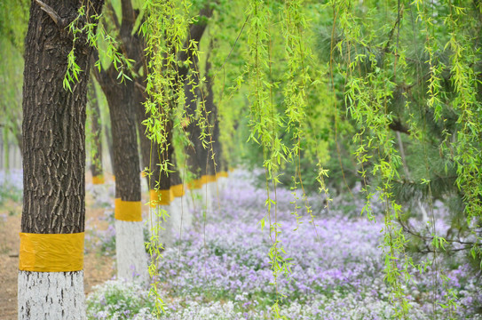 二月兰和油菜花