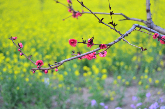 油菜花