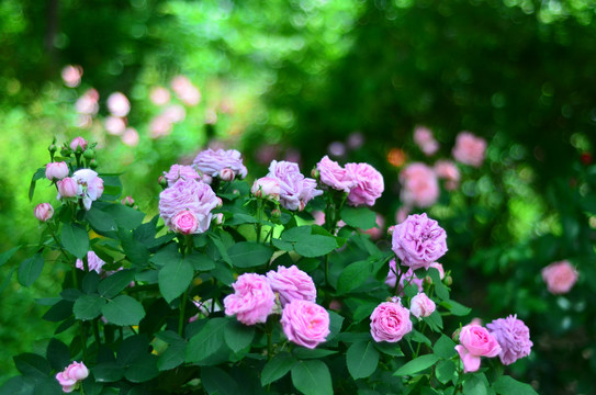 奥森公园的蔷薇