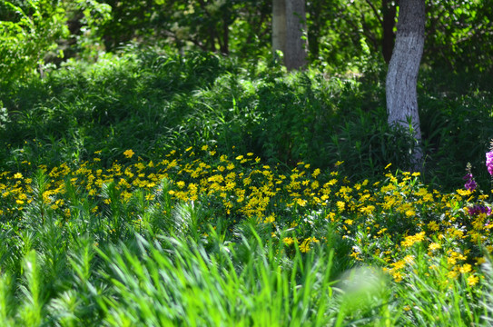 奥森公园的金鸡菊