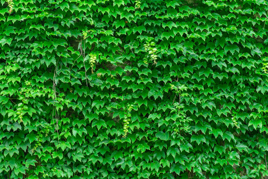 背景素材爬山虎植物墙