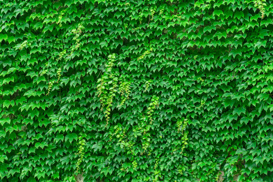 背景素材爬山虎植物墙