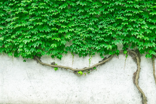 背景素材爬山虎植物墙