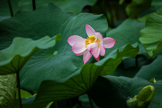 重庆华岩寺荷花盛开