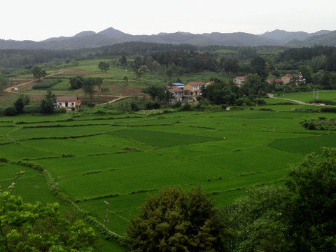 山区稻田