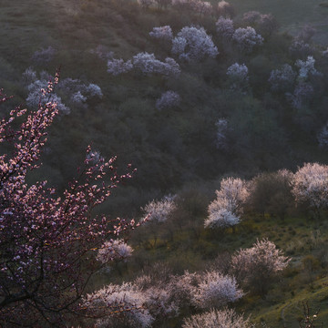 山花