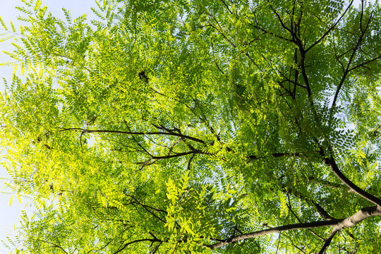 夏日绿树成荫