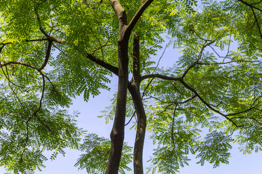 仰望绿树天空