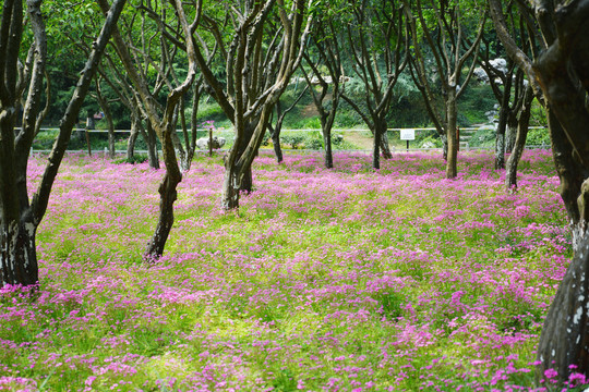 树林花丛