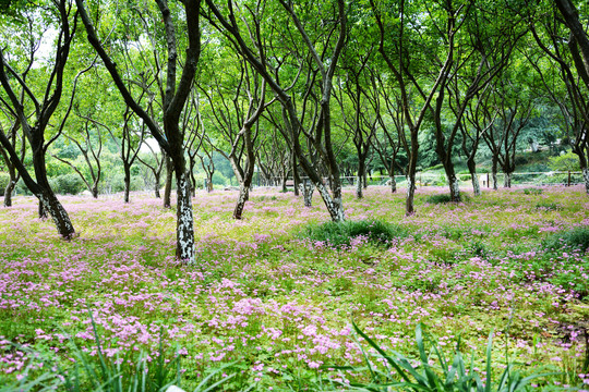 树林小花丛