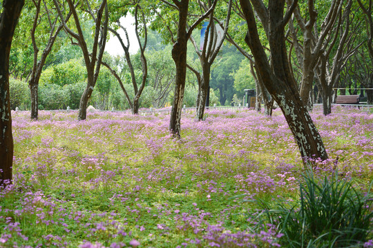 唯美树林花丛