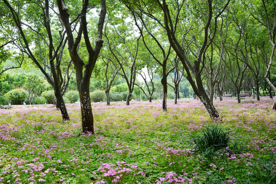 林间小花丛