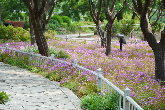 篱笆花丛小路