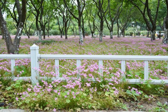 树林小花丛